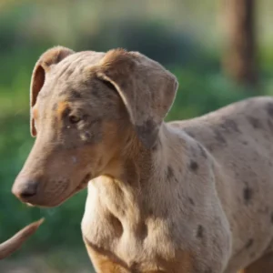 Doberman Pinschers Shop