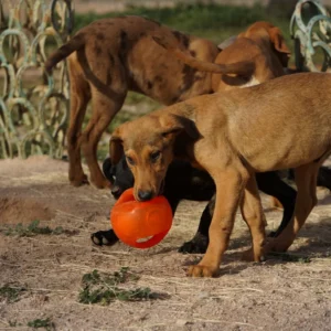 Doberman Pinschers Shop