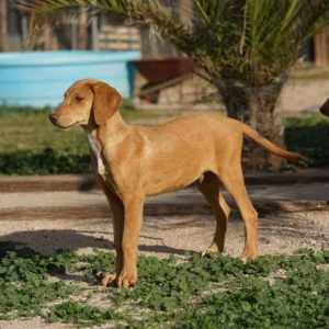 Doberman Pinschers Shop