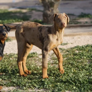 Doberman Pinschers Shop