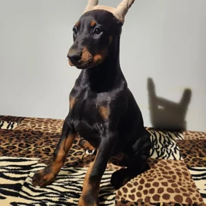 Doberman Pinschers Shop