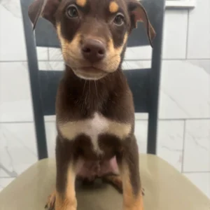 Doberman Pinschers Shop