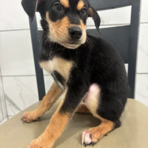 Doberman Pinschers Shop