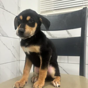 Doberman Pinschers Shop