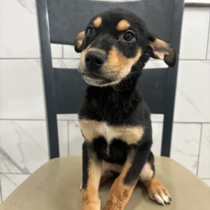 Doberman Pinschers Shop