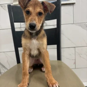 Doberman Pinschers Shop