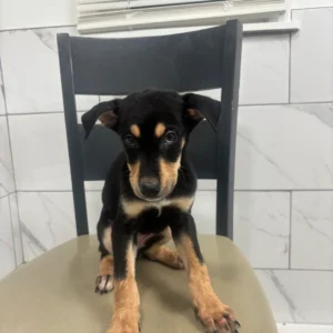 Doberman Pinschers Shop