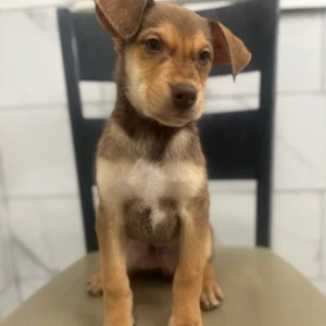 Doberman Pinschers Shop