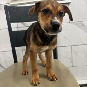 Doberman Pinschers Shop