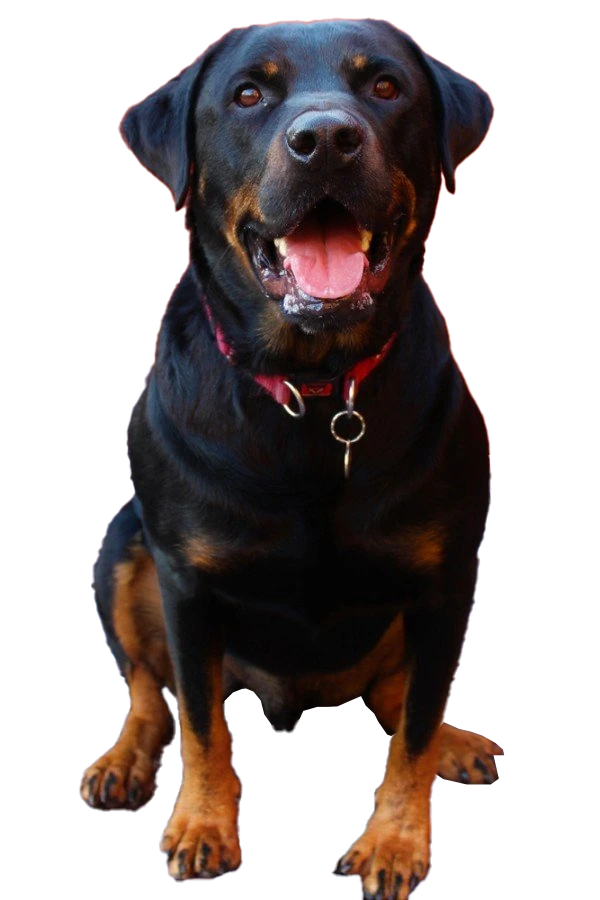 Doberman Pinschers Shop