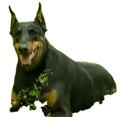 Doberman Pinschers Shop